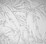 Frosted Gluechip 100