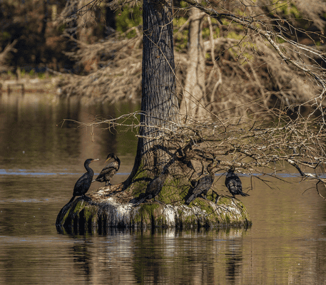 Five black birds perch on the base of a tree surrounded by water, with reflections visible on the calm surface.