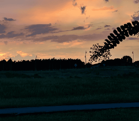 A field at sunset with a cloudy sky, distant trees, streetlights, and a leafy branch extending from the right.