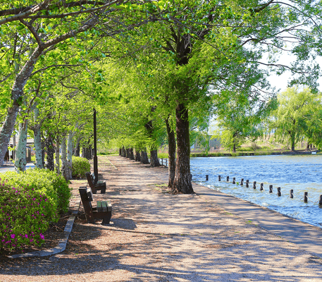 A tree-lined path with benches runs alongside a body of water on a sunny day.