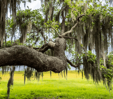 Large oak tree with sprawling branch and hanging Spanish moss, set against a green grassy field and cloudy sky in the background.